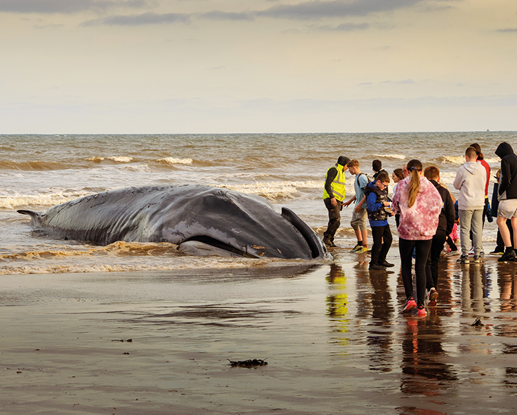 A 30-tonne fin whale beached in Bridlington, East Yorkshire in May 2023