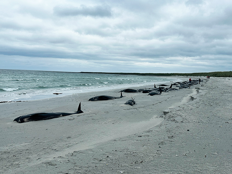 Seventy-seven long-finned pilot whales died in a mass stranding event in Sanday, Orkney, in 2024