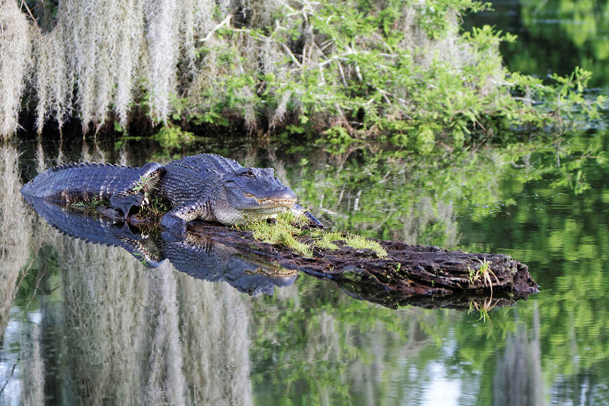 A crocodile perching on a log in the Mississippi delta