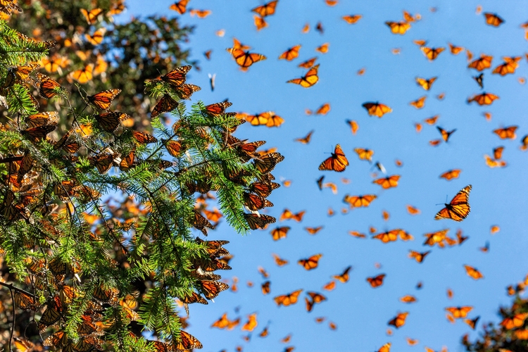Monarch butterflies in air