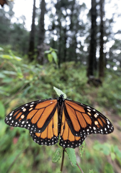 Monarch butterfly up close