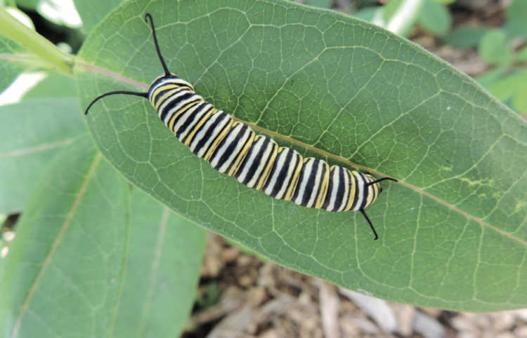 Monarch caterpillar