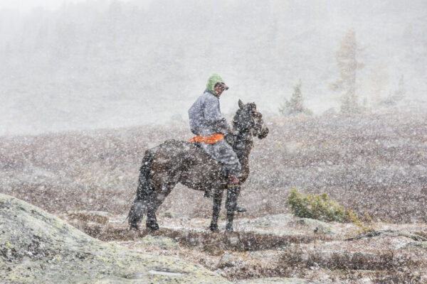 Two Million Animals Dead As Extreme Winter Weather Hits Mongolia – HZBCI
