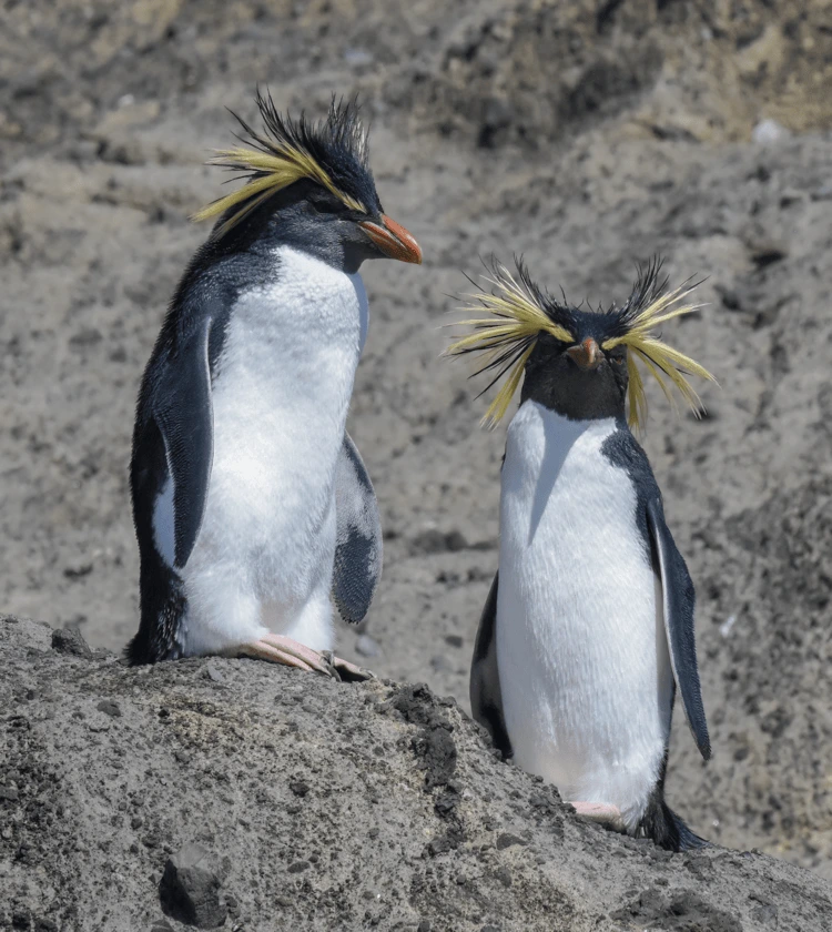 Moseley's rockhopper penguins