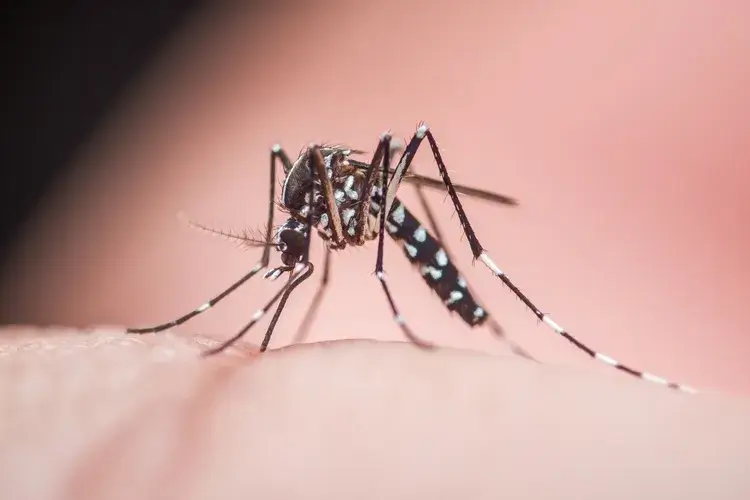 Mosquito close-up