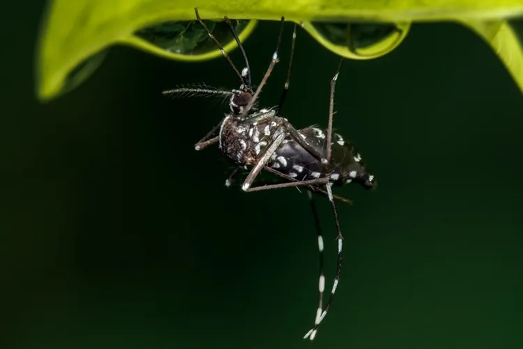Mosquito close up