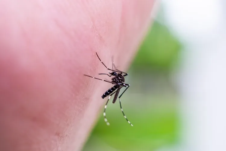 Mosquito on skin