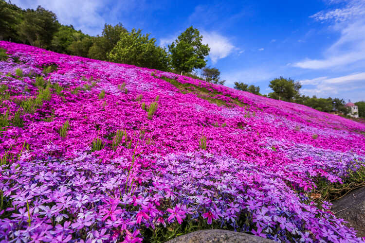 Paisaje con flores rosas en la montaña, Takinoue, Hokkaido, Japón.