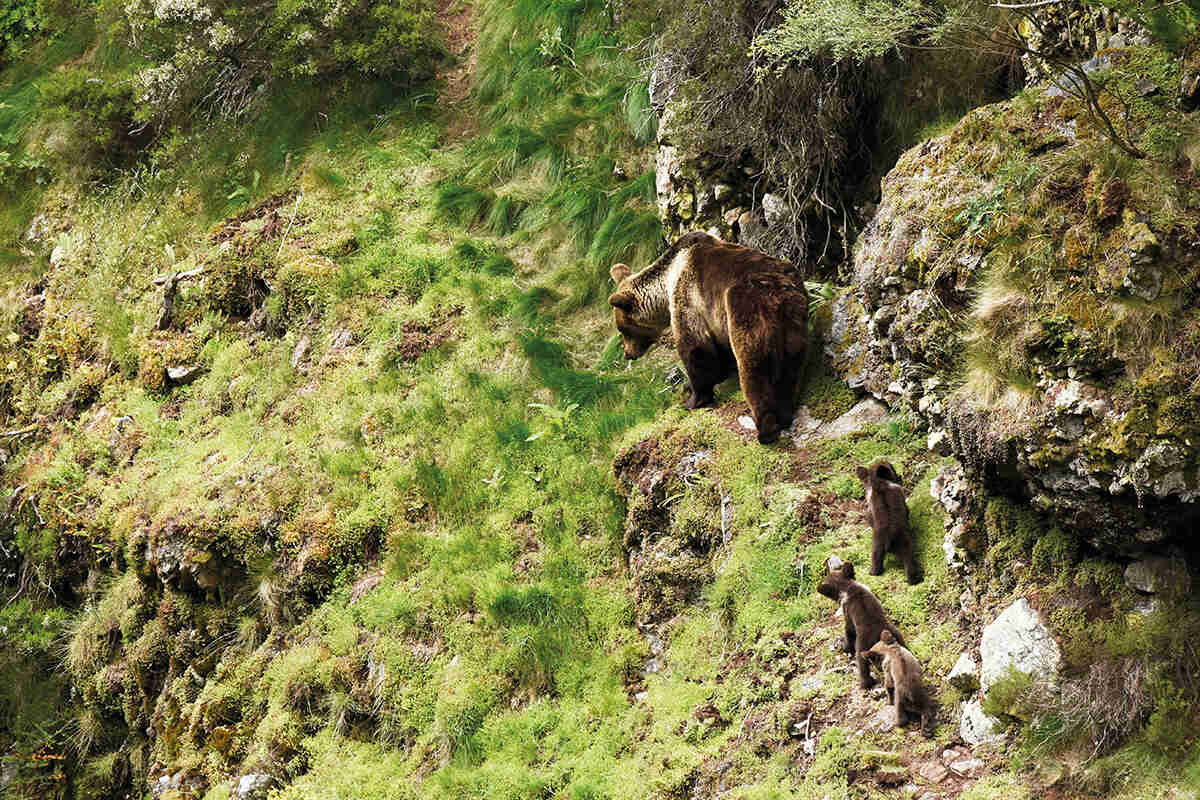 Mother bear and her three cubs traversing a cliff in a line