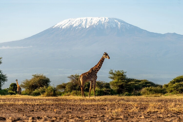 Beautiful African landscape with savannah animals and mountains. Giraffe and acacia trees with Mount Kilimanjaro in background