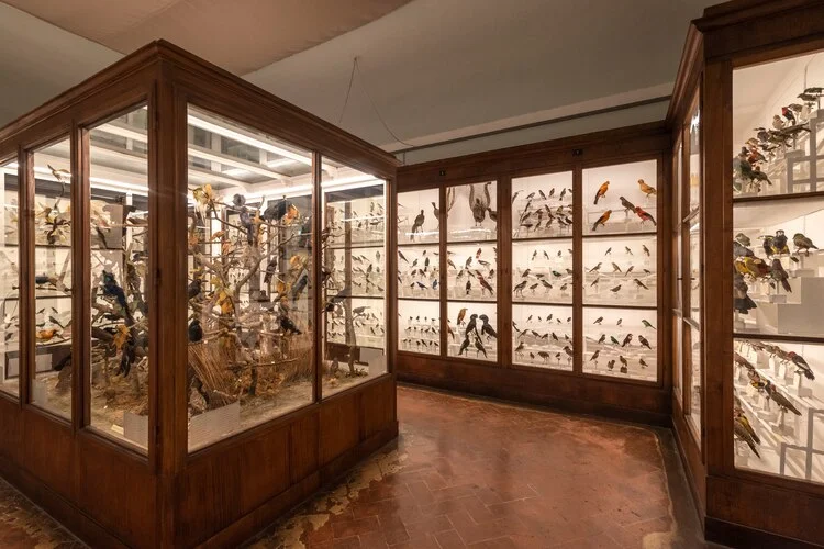 Florence, Italy - 2024, March 14: La Specola museum. Large bird collection in a display case at the natural science museum.