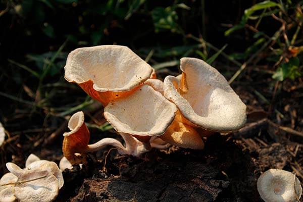 Mycoremediation: the under-utilised art of fungi clean-ups