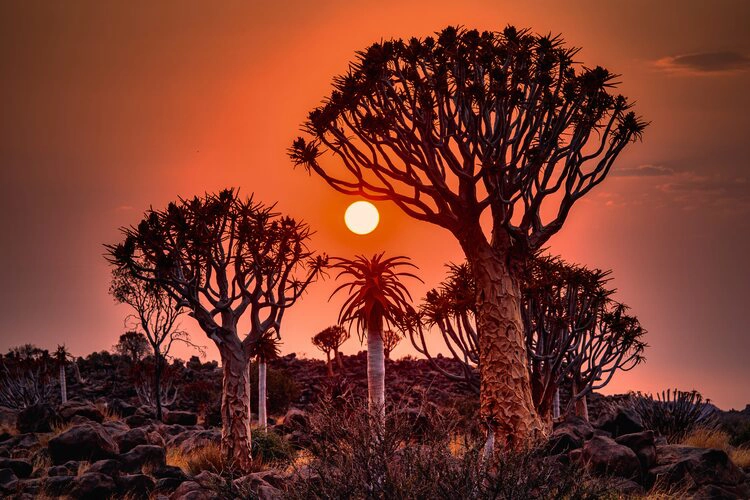 This stunning photograph captures the beauty of Namibia's unique forest of quiver trees, also known as kokerboom trees. The trees, with their distinctive branching patterns