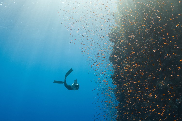 Deep sea diver in front of a shoal of fish. Image: Neom / unsplash