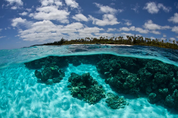 Corals grow just under the surface of the water near Isle de Mare near New Caledonia. This beautiful island supports a variety of South Pacific invertebrates and fishes.