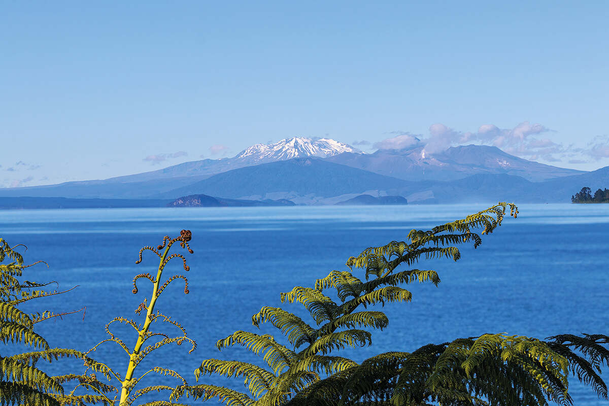 A landscape of New Zealand's Lake Taupū with plants in the foreground and a volcano overlooking