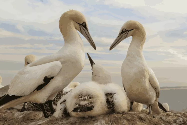 The northern gannet (Morus bassanus) is the largest seabird in the North Atlantic.