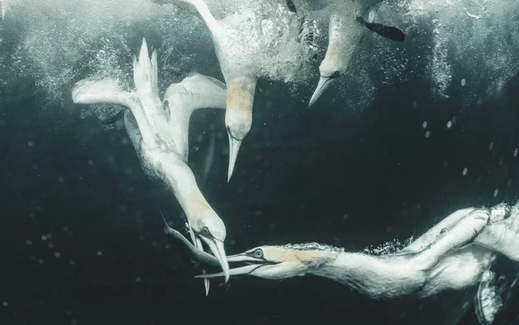 Northern gannets underwater