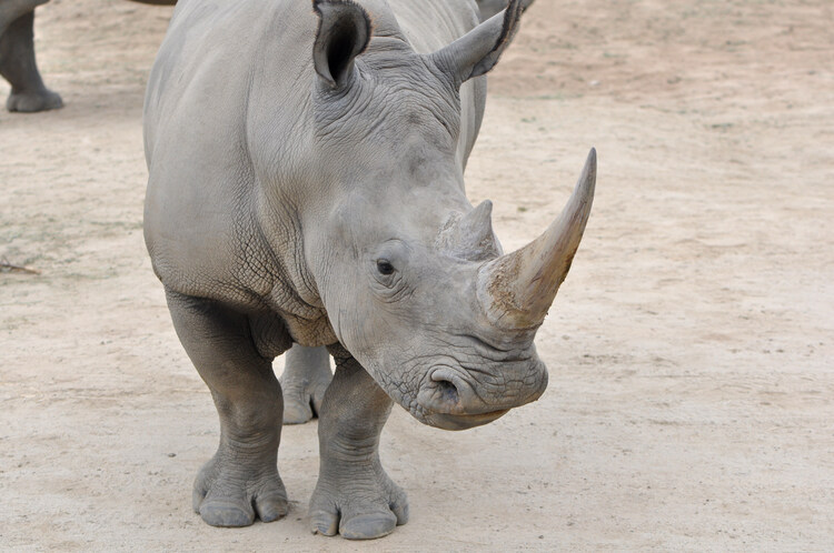 Last hope for the northern white rhino