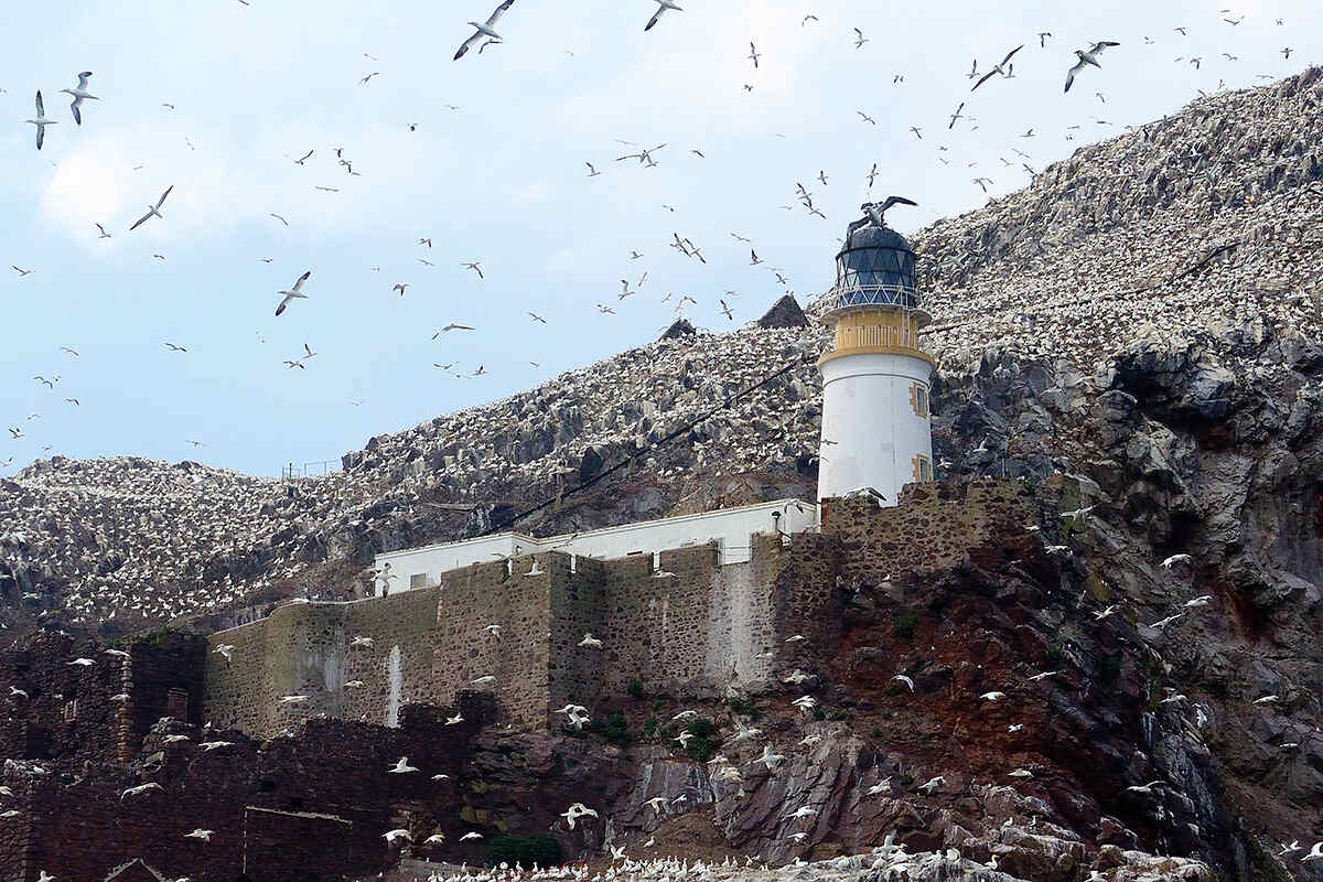 Northern gannets surround a lighthouse on bass rock in Scotland