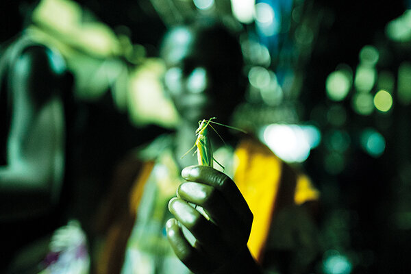 Uganda’s beneficial nsenene feast