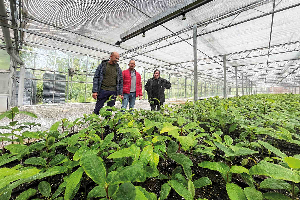 Three people observing the growing of chestnuts in a greenhouse