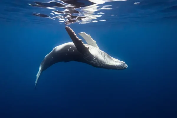 Humpback Whale in Blue ocean close to Water surface underwater in Tahiti