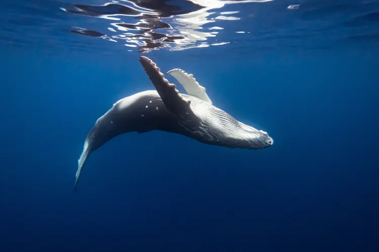 Humpback Whale in Blue ocean close to Water surface underwater in Tahiti