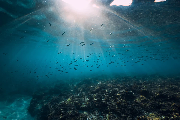 Tropical ocean with school of little fish in underwater. Ocean background