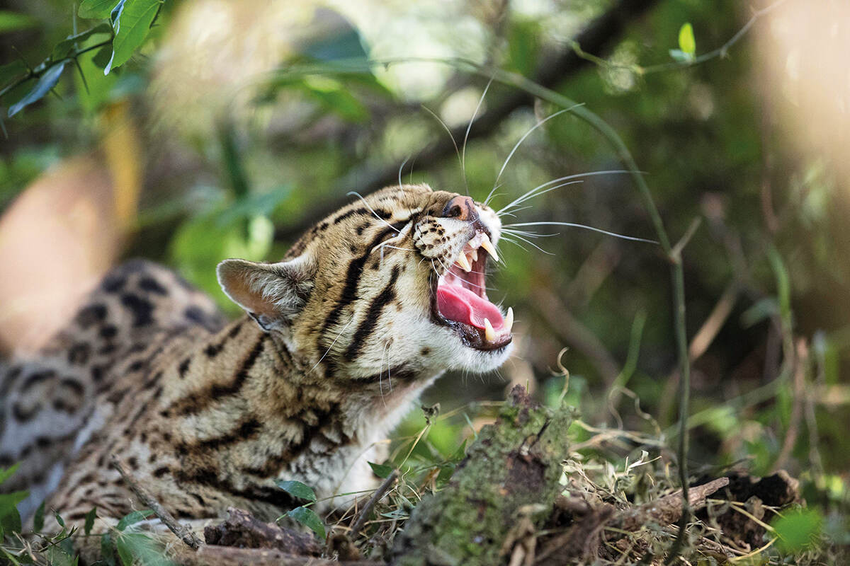 A young ocelot in the forest opening its mouth