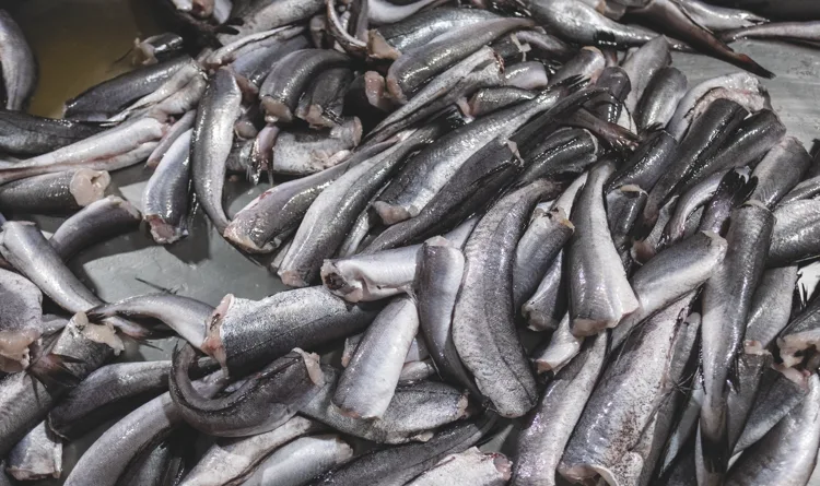 Workers processing hake on a production line