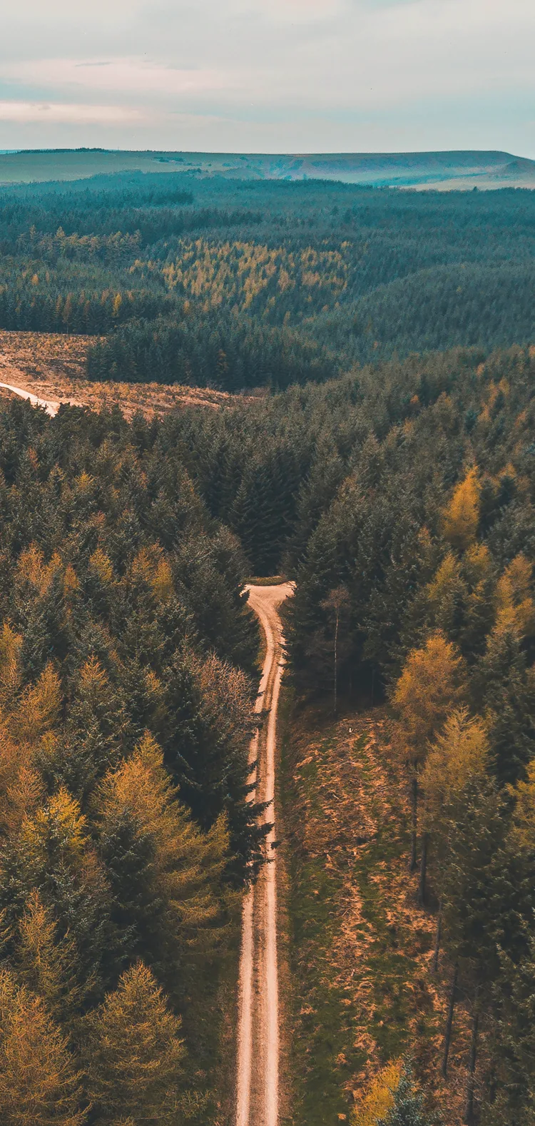 Tall conifers in Dalby Forest