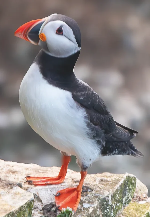 A puffin on the cliffs at Bempton