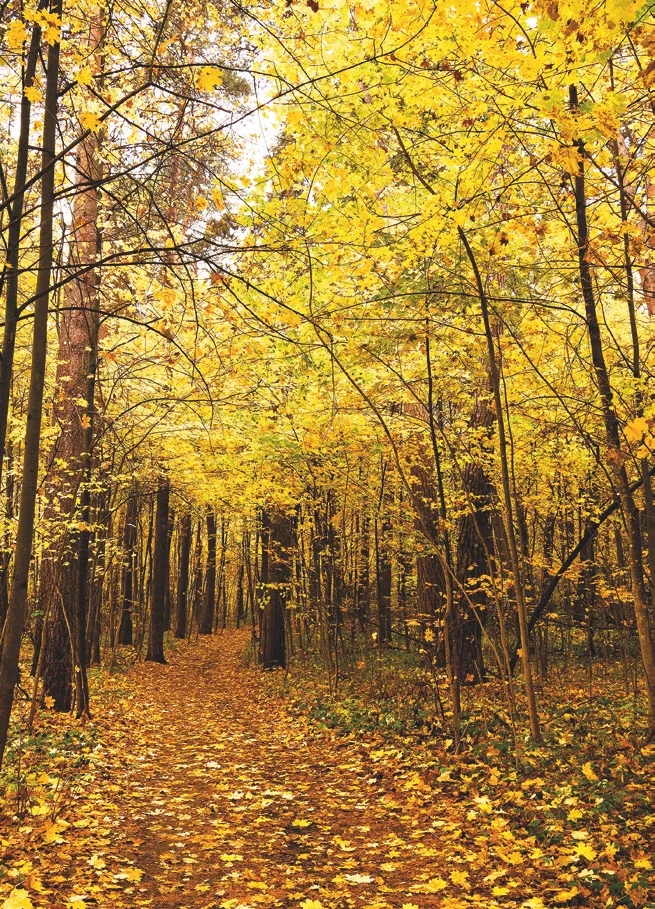 Autumn woodland