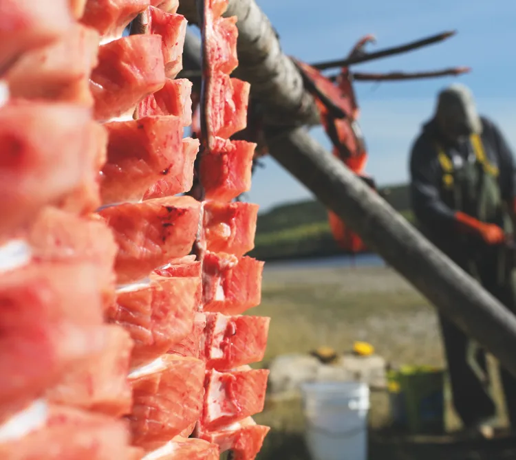 Split Chinook salmon hanging on racks to dry