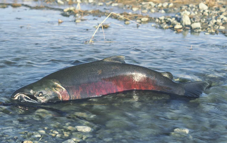 A Chinook salmon