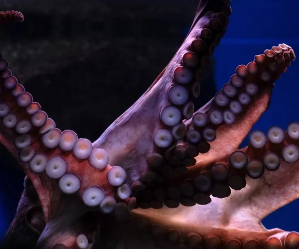 Enteroctopus dofleini or Giant Pacific Octopus close-up view of suckers