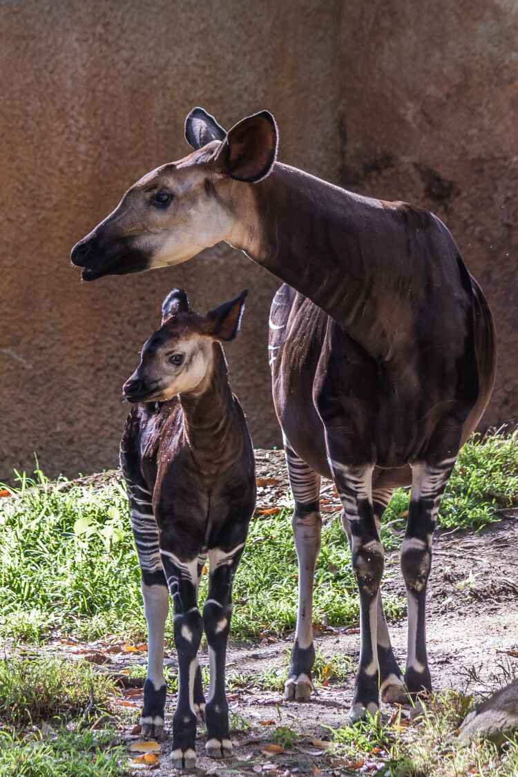 Okapi and baby okapi