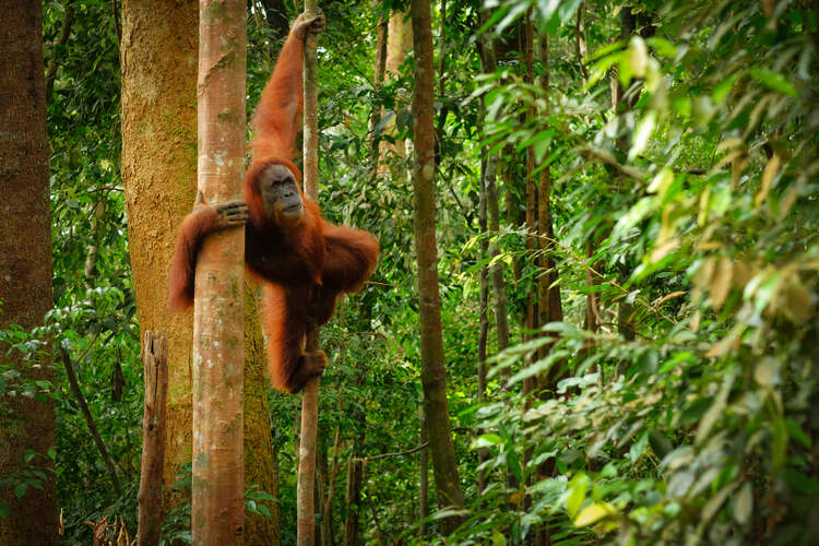 View of orangutan in tree in jungle