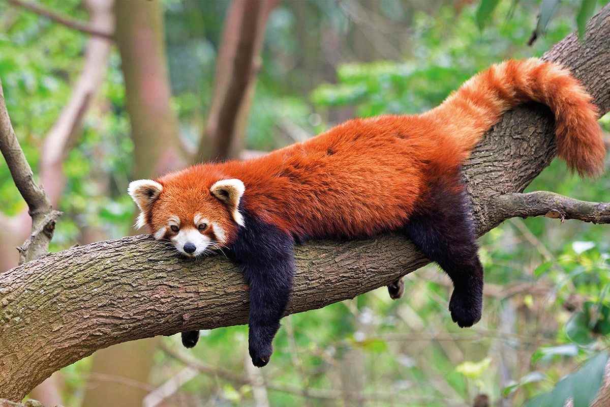 A red panda lying on a tree