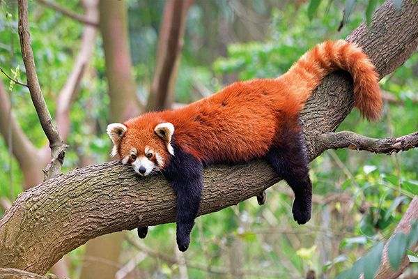Human activity is pushing red pandas towards extinction