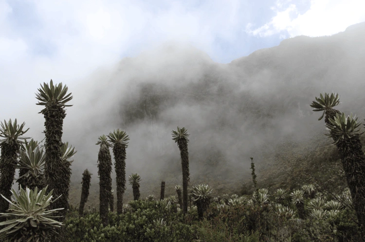 A view of Paramos with clouds and tall trees