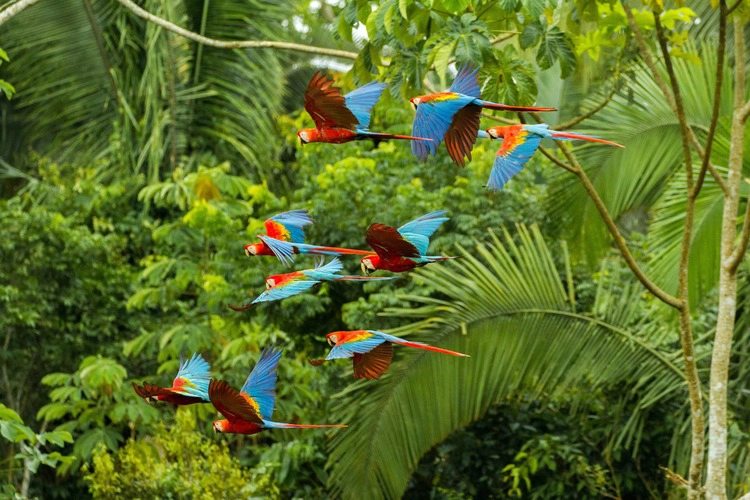 Flock of scarlet and red-and-green macaws flying in amazonas rainforest in Manu National ParkPeru close to chuncho clay lick in Tambopata