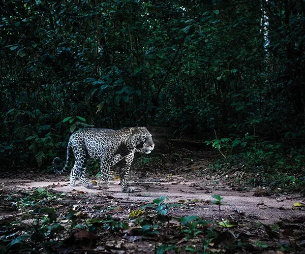 A leopard on the prowl