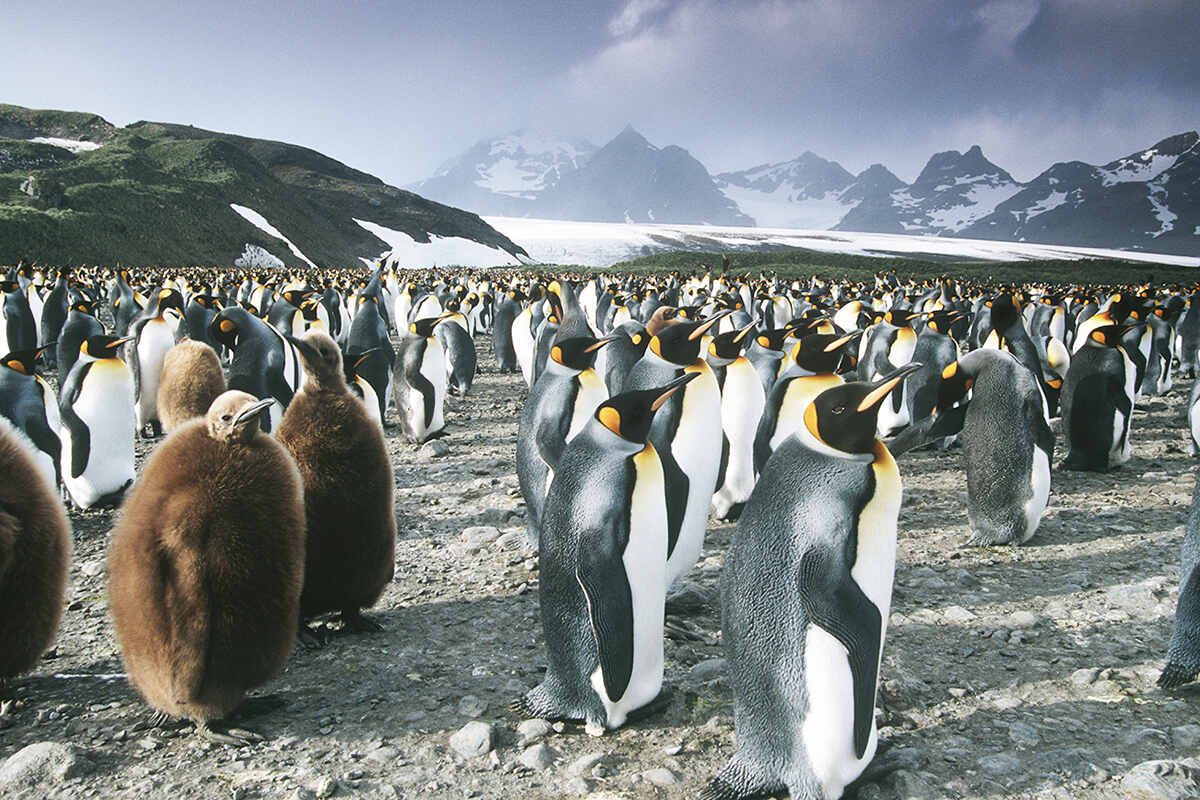 A group of king penguins in south africa