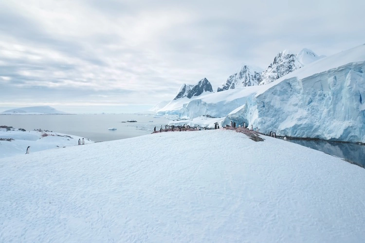 Penguins nesting on Antarctica coastline.