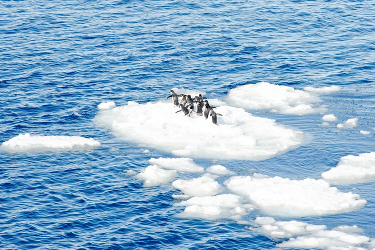 Penguins on the top of the ice piece in Antarctica
Photo Formats
3296 × 2194 pixels • 27.9 × 18.6 cm • DPI 300 • JPG
1000 × 666 pixels • 8.5 × 5.6 cm • DPI 300 • JPG
500 × 333 pixels • 4.2 × 2.8 cm • DPI 300 • JPG
Photo Contributor
Anton_Ivanov
