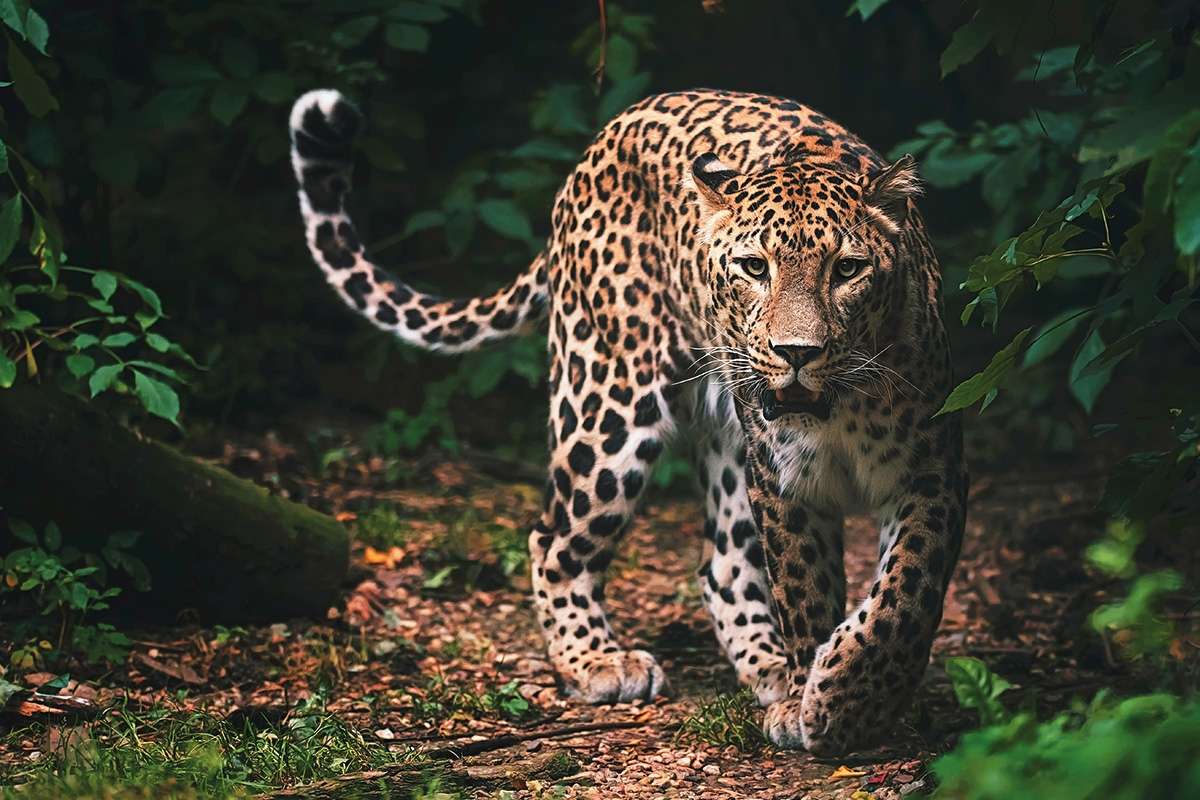 A Persian leopard prowls through a forest