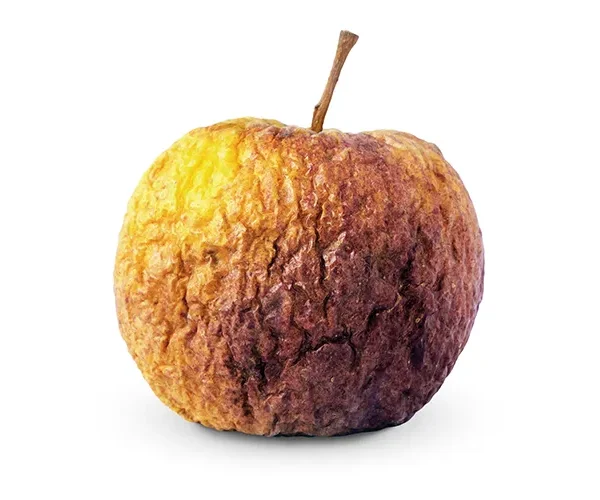 A rotting apple on a white background