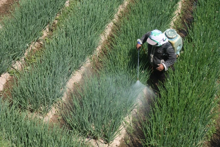 Rancabali Indonesia 28 July 2024 a farmer is spraying chemical pesticides on vegetable plants in a large, open field